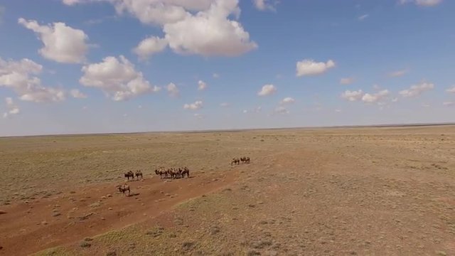 camels walking across the desert
