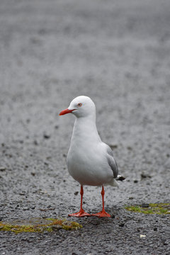 One seagull on wet ground.