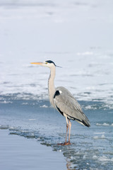 Grey Heron standing in the snow, a cold winter day