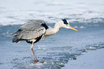 Grey Heron standing in the snow, a cold winter day