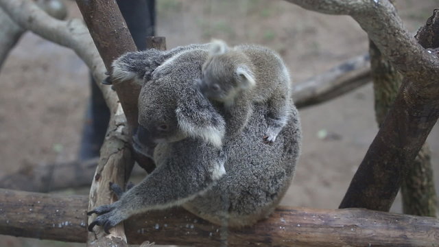 Australian Koala Bear with her baby