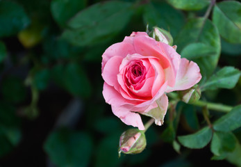 Rose flower in garden.(Soft focus.)
