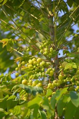 star gooseberry tree in nature garden