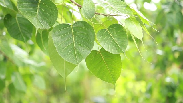Green Bodhi Leaf on tree  moving _01