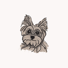 Silky Terrier Dog Vector Illustration