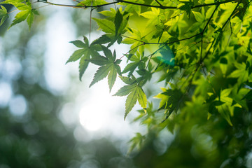 green maple leaves