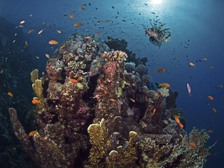 Fototapeta na wymiar Common lion fish over the corals