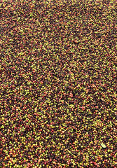 drying red berries coffee in the sun.