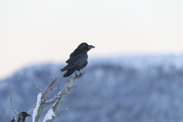 Common Raven.