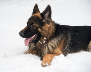 German Shepherd Dog on snow