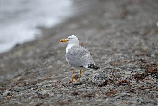 herring gull on the beach