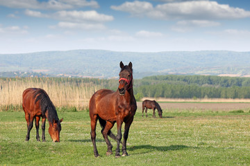 Fototapeta na wymiar horses grazing on field
