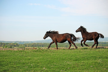 horses running on field