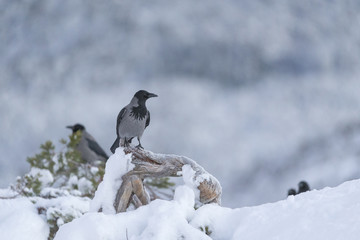 Hooded crow.