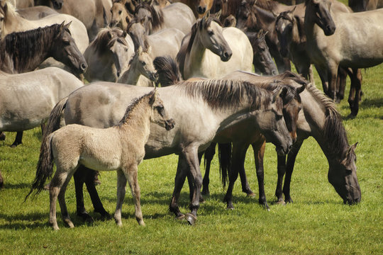 d&uuml;lmener wildpferde