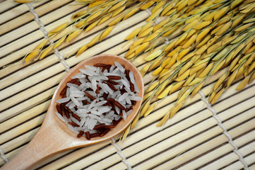 Raw jasmine rice, seed, in wood spoon with rice plant