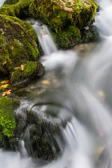 stream in the forest