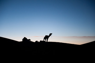 Fototapeta na wymiar Dromedare im Sonnenuntergang, Silhouette in der Sahara/Marokko