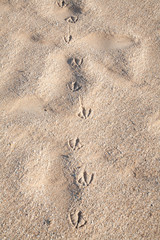 Fototapeta na wymiar bird footprints on sand