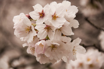 Sakura in Japan