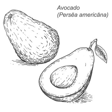 Avocado sketch. Vector illustration in in woodcut style.Hand-dra
