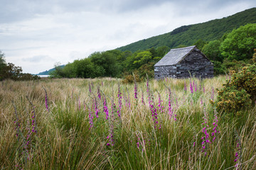 Stone and slate cabin in field in Wales countryside with flowers in foreground