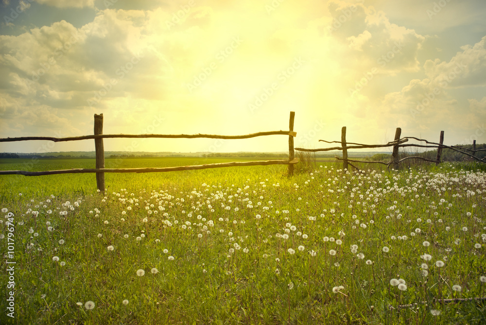 Wall mural green field