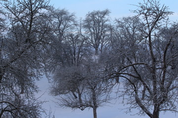 Wilde Bäume im Schnee