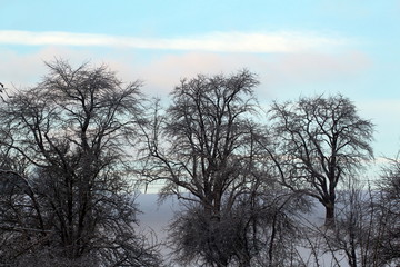 Fototapeta na wymiar Türkiser Himmel mit Bäumen