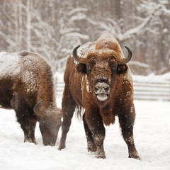 Pair of mature European bisons in winter in Orlovskoye Polesie N © alexeyborodin