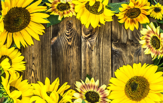 Sunflowers on rustic wood frame. Flowers backgrounds.