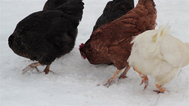 Chickens Pecking For Food In Snow/Hens pecking at feed in winter snow
