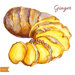 Watercolor ginger root. Hand draw ginger illustration. Spices vector object isolated on white background. Kitchen herbs and spices