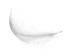 fluffy white isolated swan feather curl