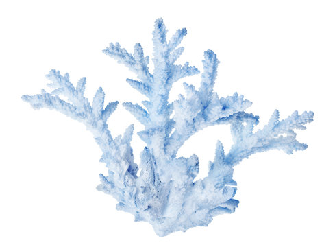 isolated blue color coral branch