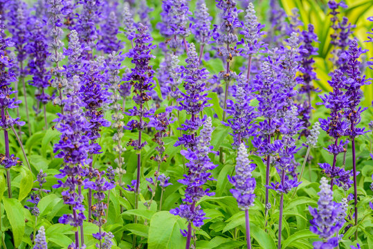 Beautiful blue salvia flowers blooming in the garden