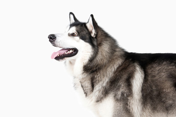 Dog. Alaskan Malamute on white background