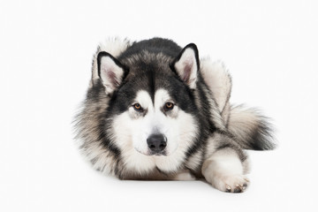 Obraz premium Dog. Alaskan Malamute on white background