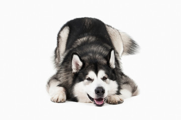 Fototapeta premium Dog. Alaskan Malamute on white background
