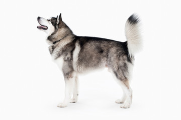 Dog. Alaskan Malamute on white background