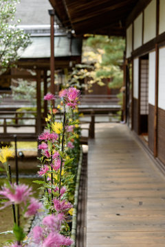 嵯峨菊 Images Browse Stock Photos Vectors And Video Adobe Stock