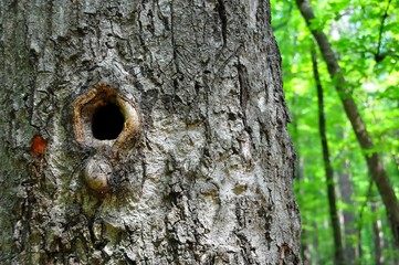 the hollow in the tree crown