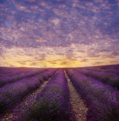 Fototapeta na wymiar Lavender field in blossom