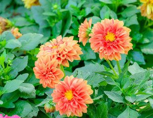 Beautiful orange chrysanthemum blooming in the garden