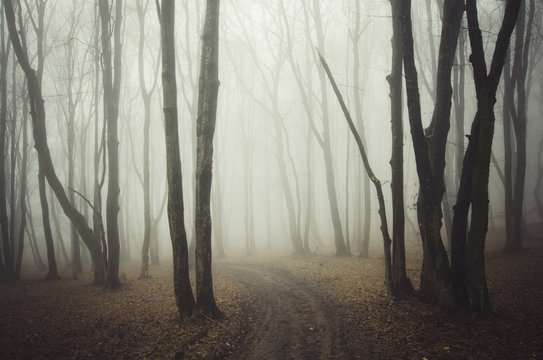 Fototapeta forest path with fog