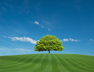 Fototapeta na wymiar Green Field with Tree on Horizon