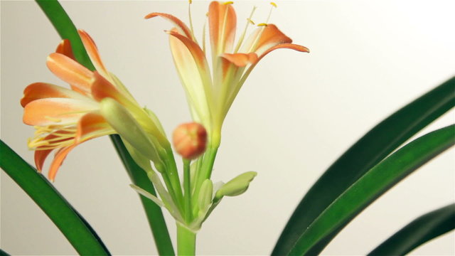 Sprinkle flower clivia