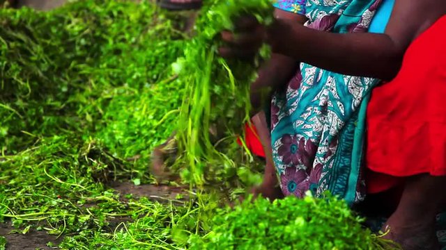 Locked-on shot of woman cleaning cilantro at a market stall, Dadar Vegetable Market, Dadar, Mumbai, Maharashtra, India