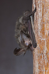 Graues Langohr (Plecotus austriacus) © Joachim Neumann