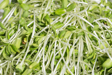 green young sunflower sprouts isolated on white background